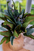 15.75" Lush Foliage Bunch - Whiskey Skies - MELROSE INTL