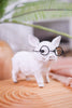 5" Resin Pig with Glasses Figurine (2 Styles)