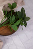 11.5" Lemon Leaf Stem