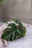 8" Split Leaf Philodendron Bush