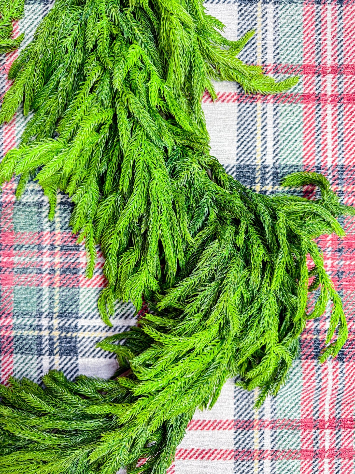 6' Norfolk Pine Garland - Whiskey Skies - RAZ IMPORTS