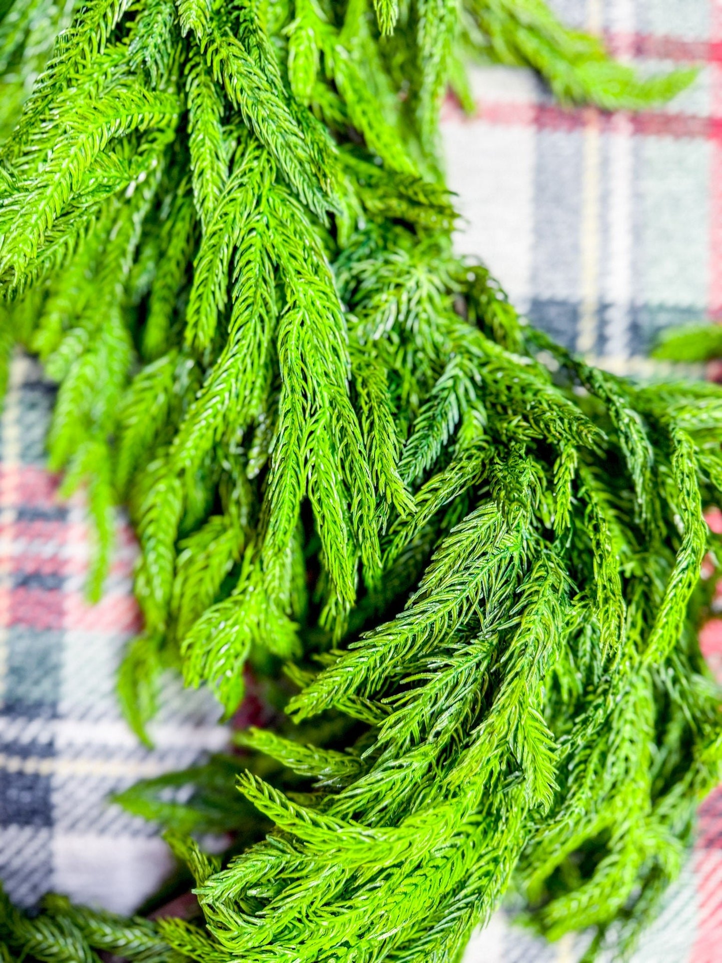 6' Norfolk Pine Garland - Whiskey Skies - RAZ IMPORTS