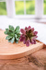 7" Faux Succulent Pick (2 Colors) - Whiskey Skies - RAZ IMPORTS
