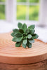 7" Faux Succulent Pick (2 Colors) - Whiskey Skies - RAZ IMPORTS