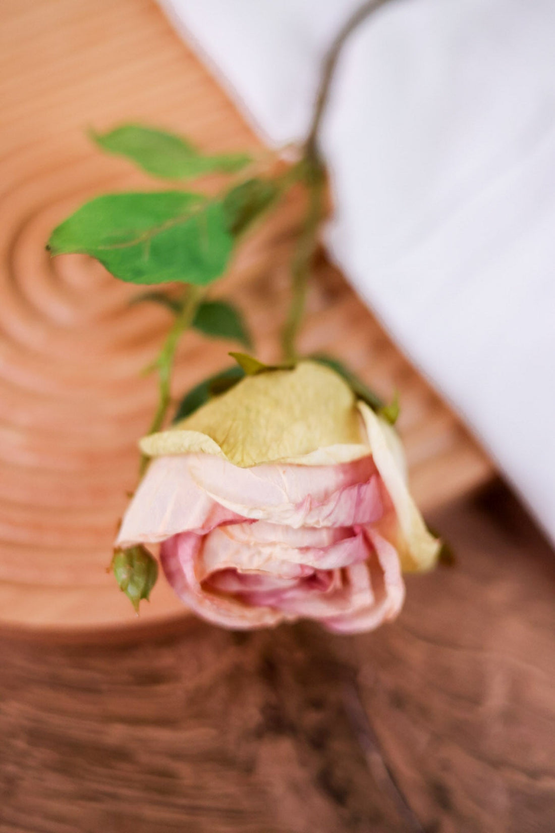 Antique Blush Rose Stem - Whiskey Skies - RAZ IMPORTS