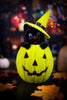 Flocked Black Cat in Jack - O - Lantern (6 Colors) - Whiskey Skies - 180 DEGREES