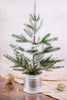 Flocked Pine Potted Tree - Whiskey Skies - SPECIAL T IMPORTS INC