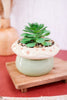 Tabletop Stoneware Mushroom Planter with Succulent (3 Colors) - Whiskey Skies - YOUNG'S INC