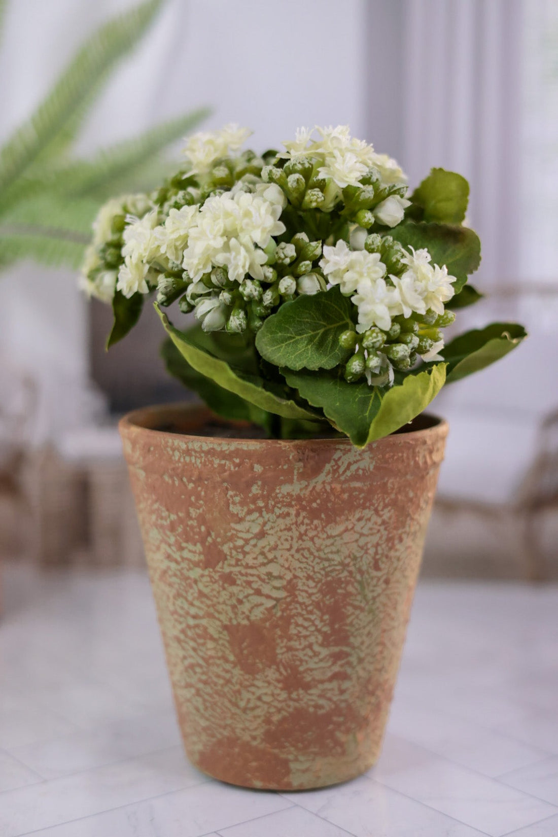 White Kalanchoe In Distressed Clay Pot - Whiskey Skies - K&K INTERIORS