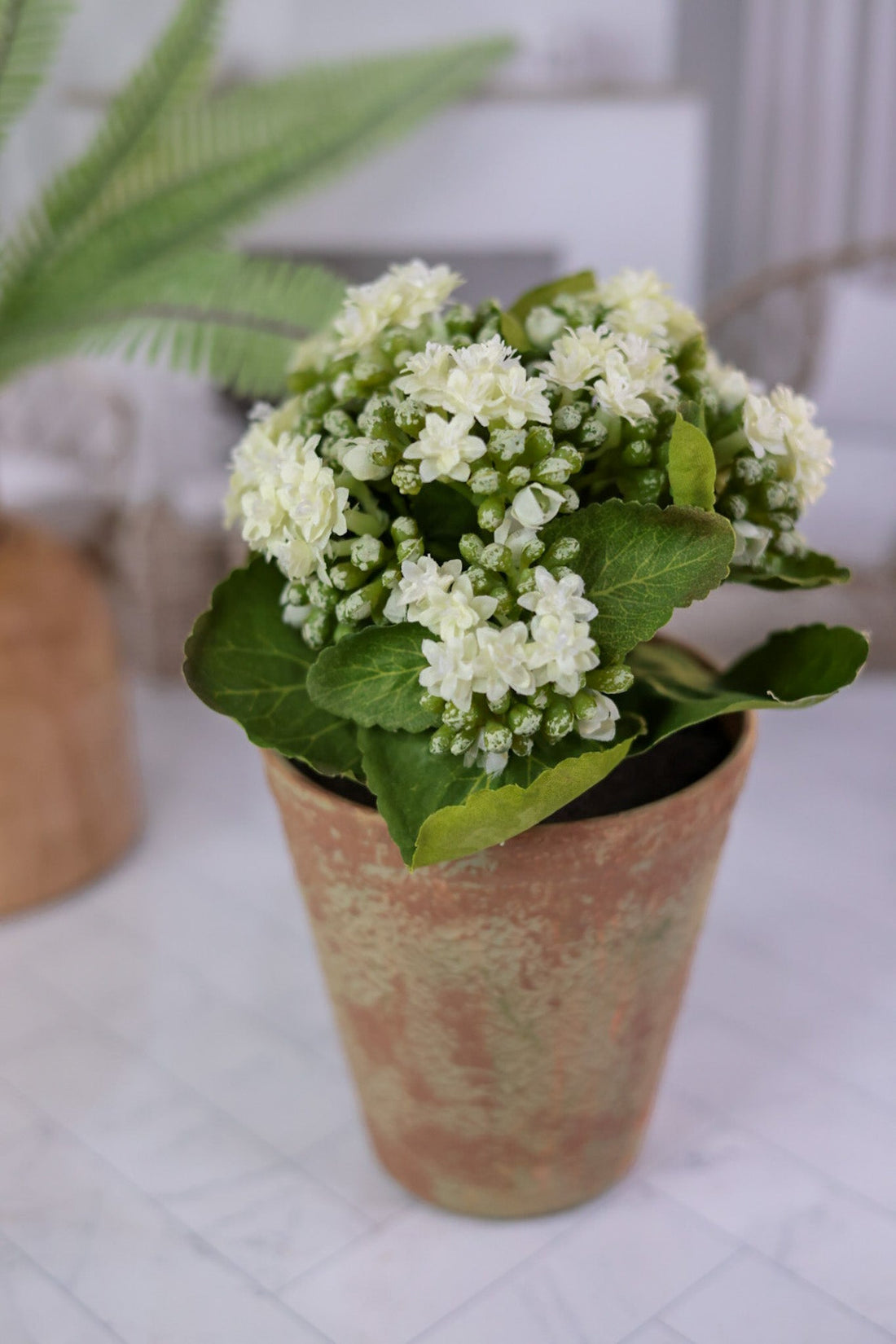 White Kalanchoe In Distressed Clay Pot - Whiskey Skies - K&K INTERIORS