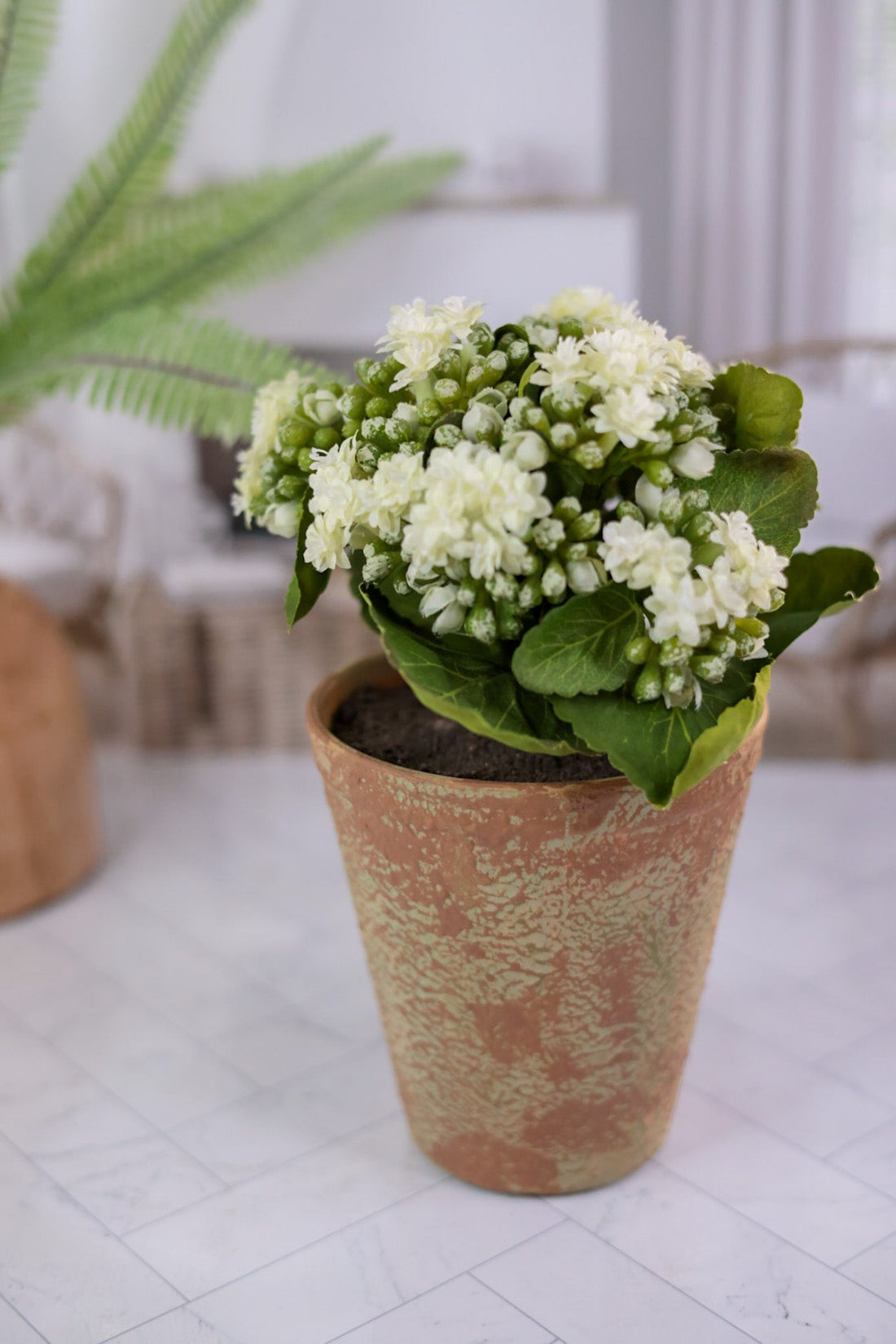 White Kalanchoe In Distressed Clay Pot - Whiskey Skies - K&K INTERIORS