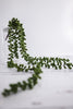 28" Donkey Tail Succulent Chain - Whiskey Skies