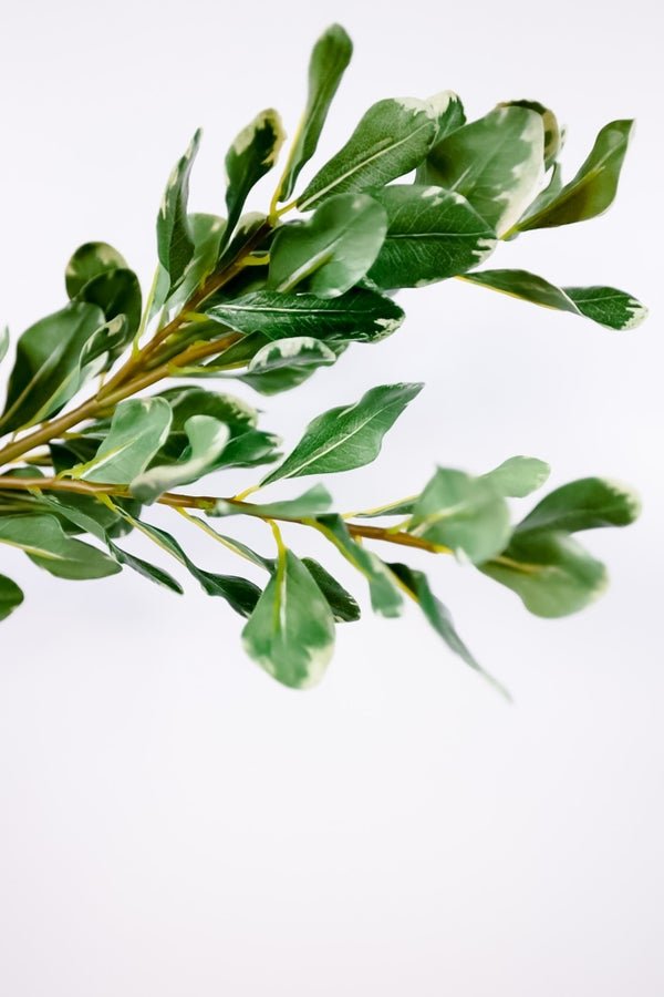 28" Pittosporum Leaf Steam - Whiskey Skies