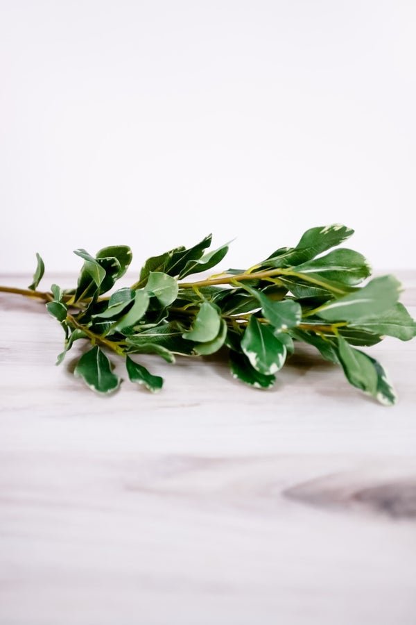28" Pittosporum Leaf Steam - Whiskey Skies