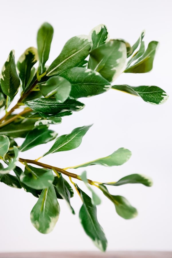 28" Pittosporum Leaf Steam - Whiskey Skies