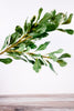 28" Pittosporum Leaf Steam - Whiskey Skies