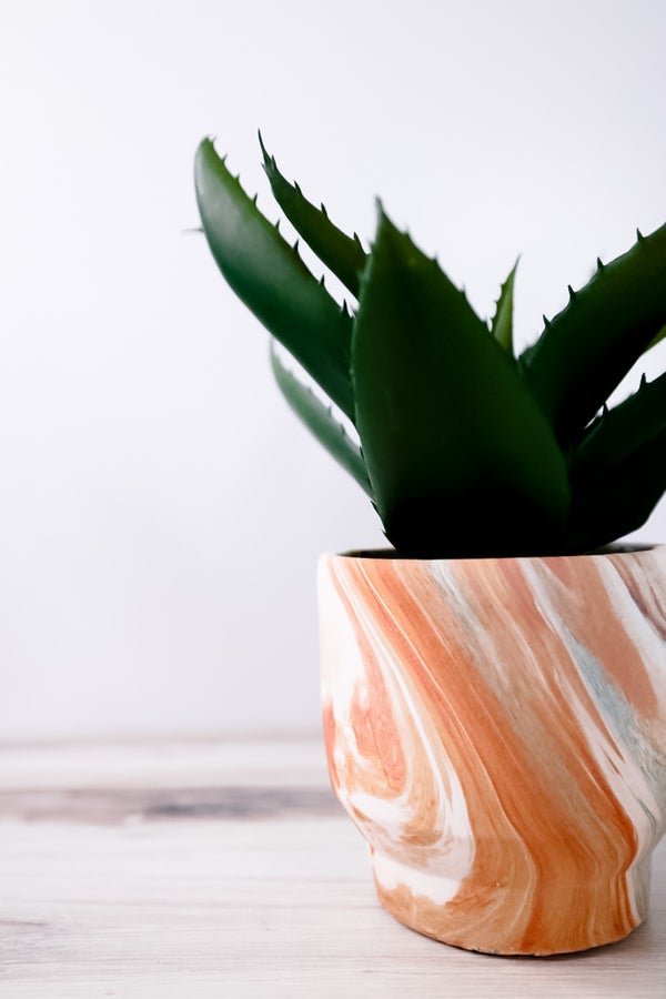 Agave In Marbleized Planter - Whiskey Skies