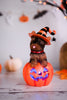 LED Dogs On Top Of Pumpkin Table Top Decor - Whiskey Skies