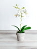 Potted White Orchid