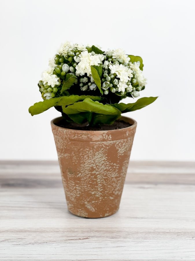 White Kalanchoe In Distressed Clay Pot - Whiskey Skies