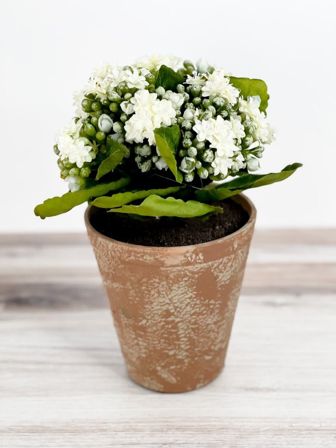 White Kalanchoe In Distressed Clay Pot - Whiskey Skies