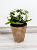 White Kalanchoe In Distressed Clay Pot